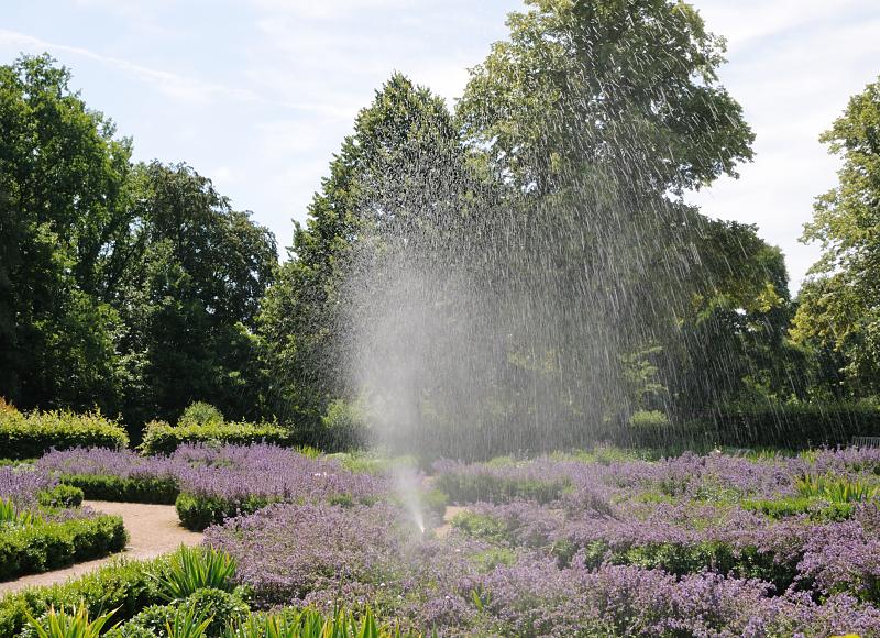 417_6309 Beete mit blühendem Lavendel - Bewässerungsanlage. | Stadtpark Hamburg Harburg.